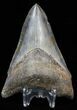 Serrated Lower Megalodon Tooth - Georgia #39924-2